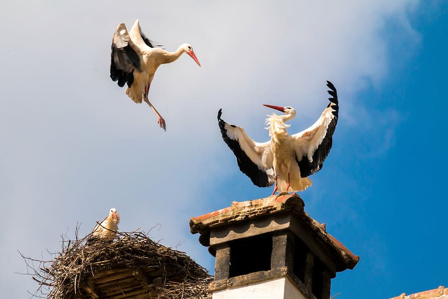 two storks on the roof under blue sky, birds, animal, storchennest, HD wallpaper