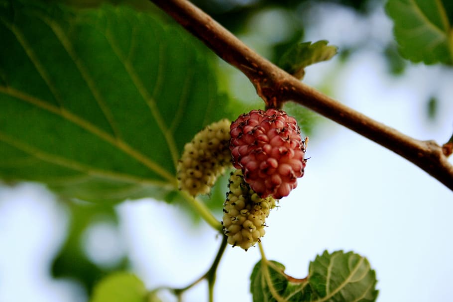 mulberry, white, pink, delicate, sweet, ripe, fruit, branch HD wallpaper