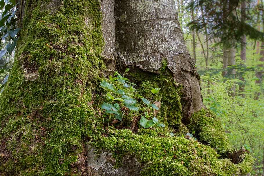 Book, Seedling, Tree Trunk, book seedling, rejuvenation, nature, HD wallpaper