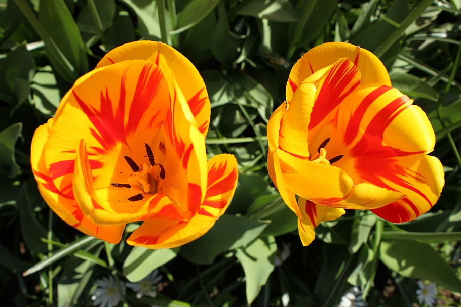 flowers, yellow, nature, spring, plant, floral, bright, fresh HD wallpaper