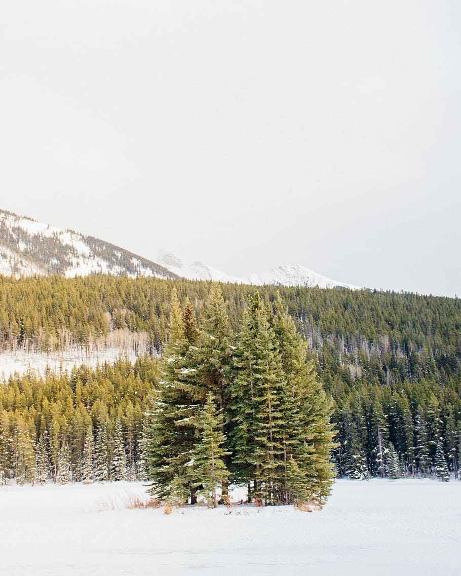 green pine trees surrounded with snow during daytime, selective focus photography of pine trees HD wallpaper