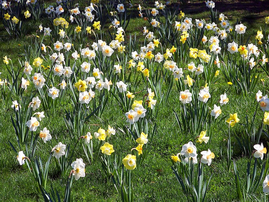 Daffodils, Flowers, Spring, Easter, floral, season, blooming HD wallpaper