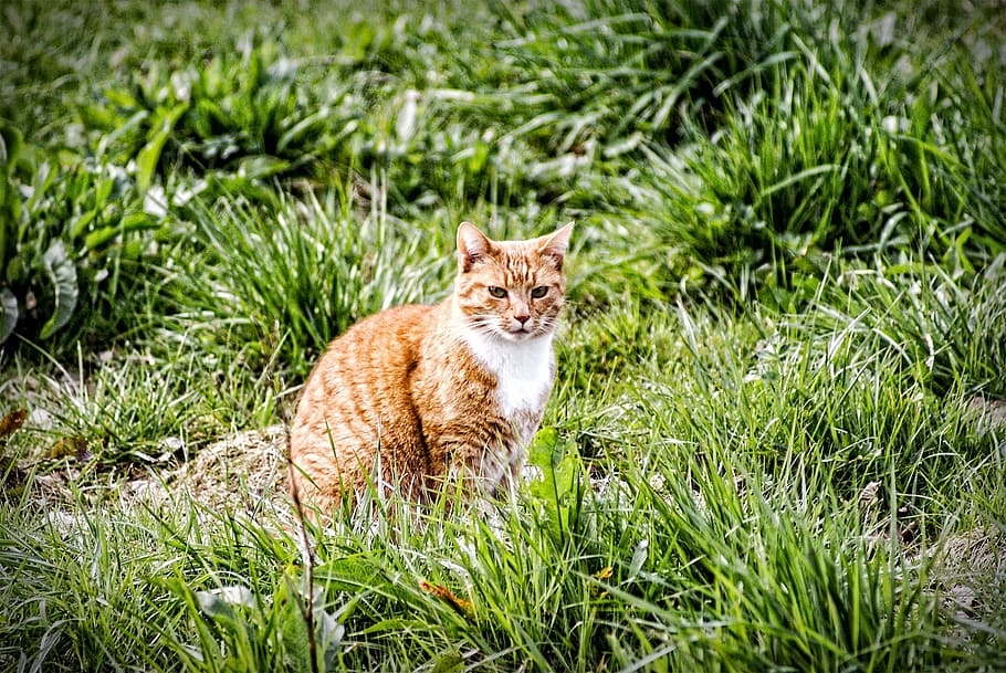 cat, meadow, red cat, pet, red tomcat, ausschau, mammal, animal themes HD wallpaper