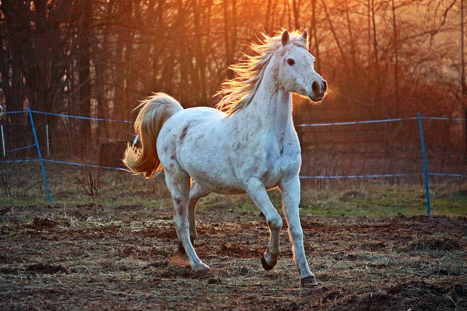 white horse on brown soil, mold, thoroughbred arabian, pasture, HD wallpaper