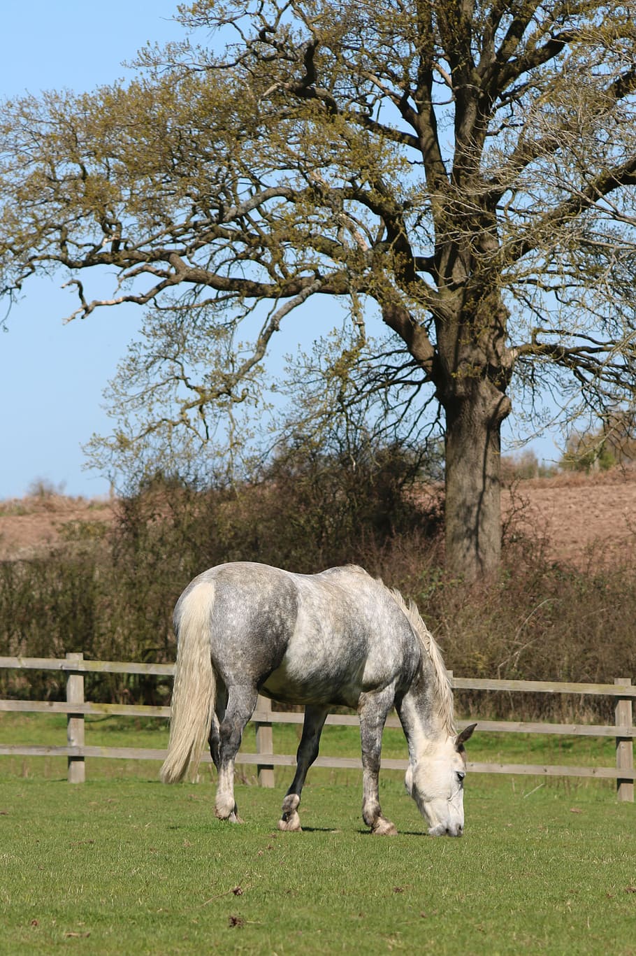horse, field, tree, white, animal, farm, equine, rural, domestic HD wallpaper