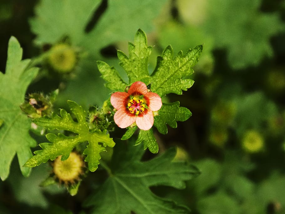Bloom, Wildflower, Nature, Spring, summer, floral, natural HD wallpaper