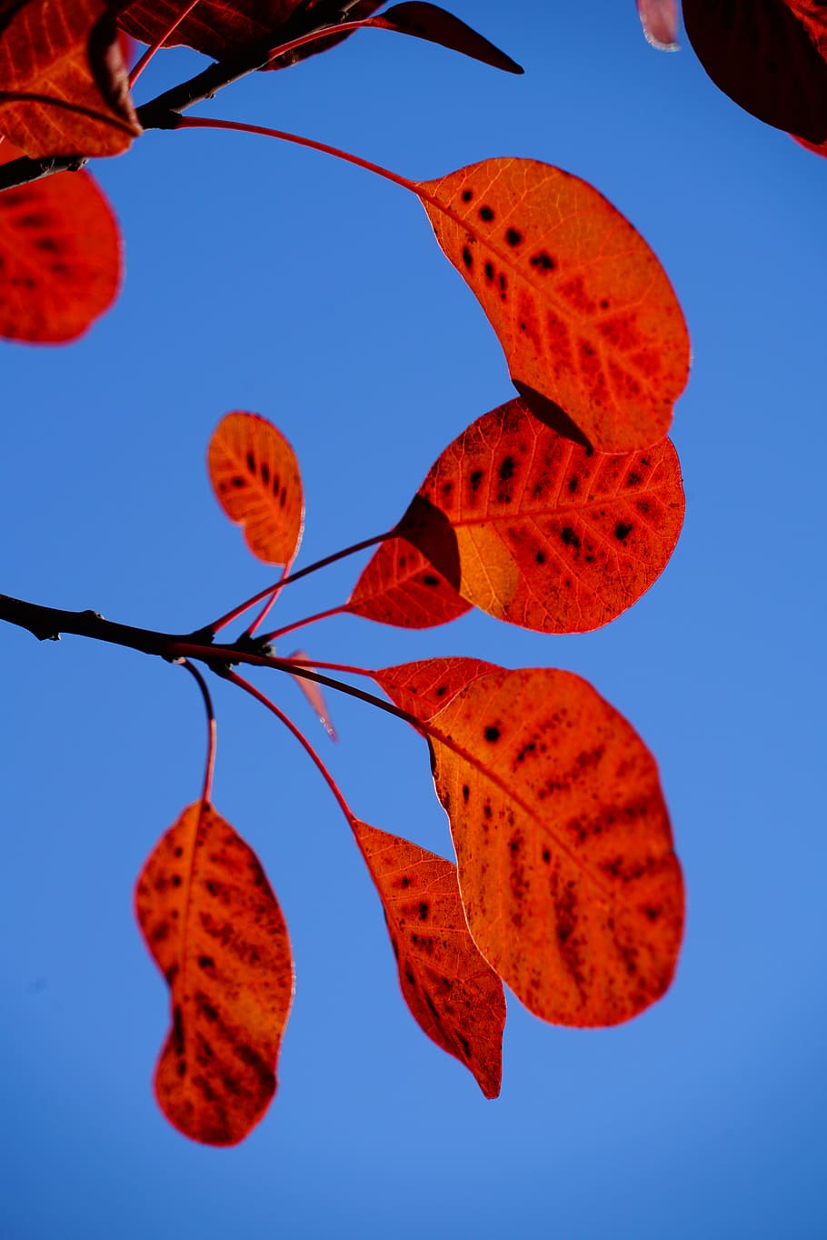 wig brush, leaves, fall foliage, red, pattern, cotinus, coggygria HD wallpaper