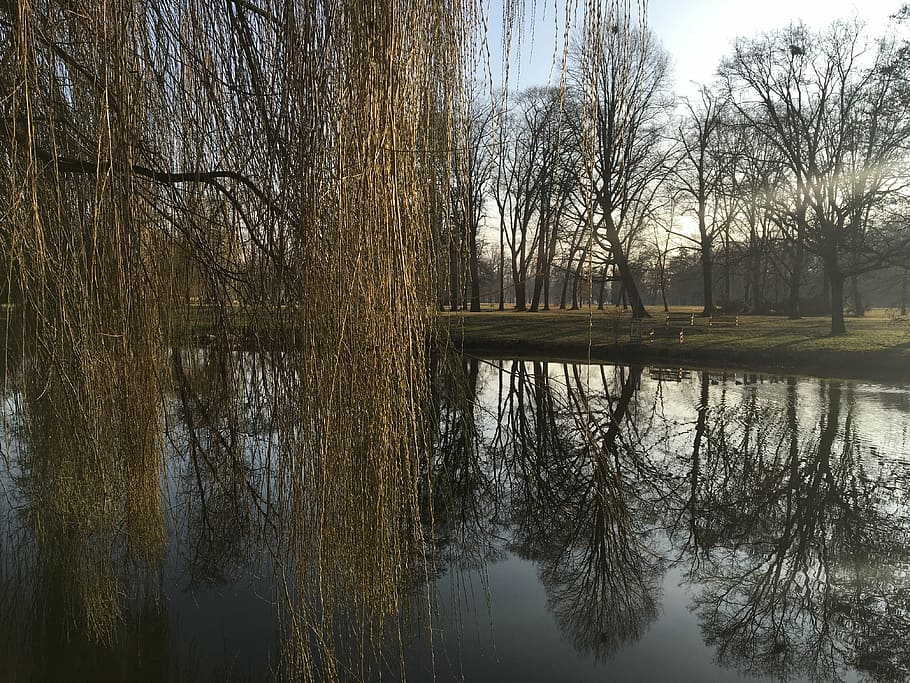 water, willow, spring, nature, reflection, bare tree, lake HD wallpaper