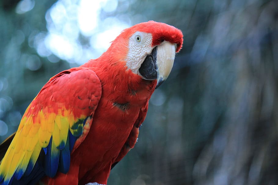 parrot, macaw, red, amazon, ave, bird, tropical bird, animal HD wallpaper