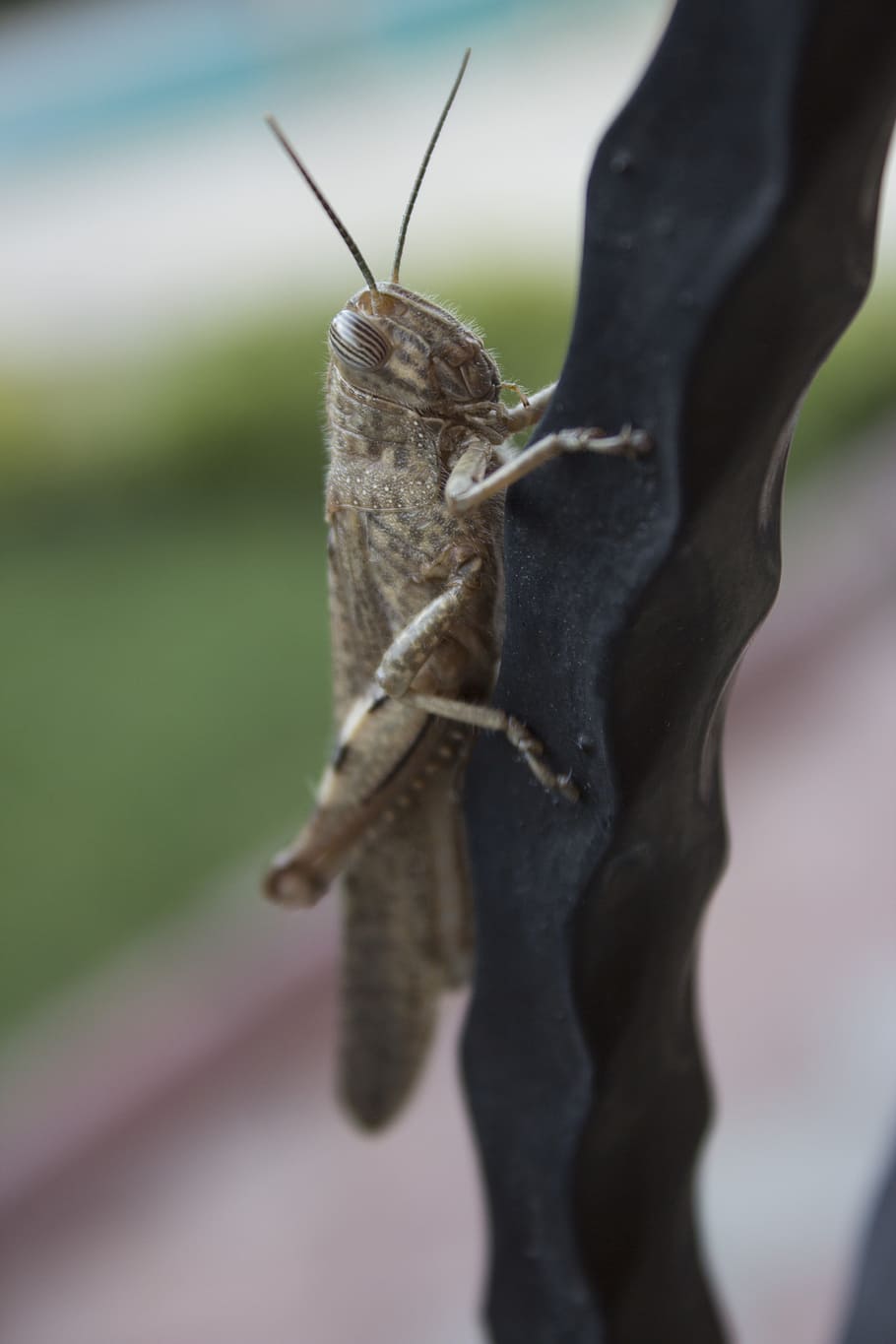 Locust, Turkey, Cricket, Antenna, mediterranean, insect, grasshopper HD wallpaper