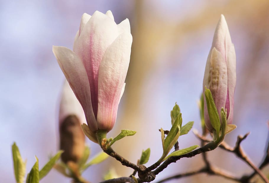 magnolia, blossom, bloom, spring, pink, flower tree, flourishing tree HD wallpaper
