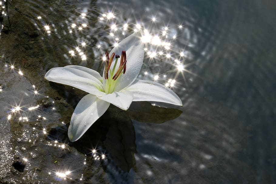 lily, water, flower, reflection, white, shine, sun, plant, flowering plant HD wallpaper