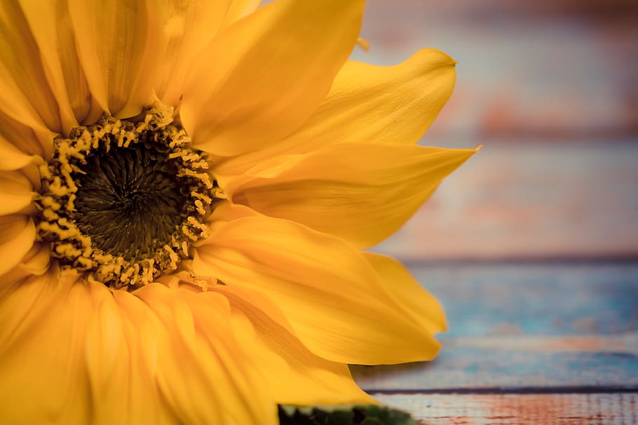 yellow sunflower in close-up photography, background, flowers HD wallpaper