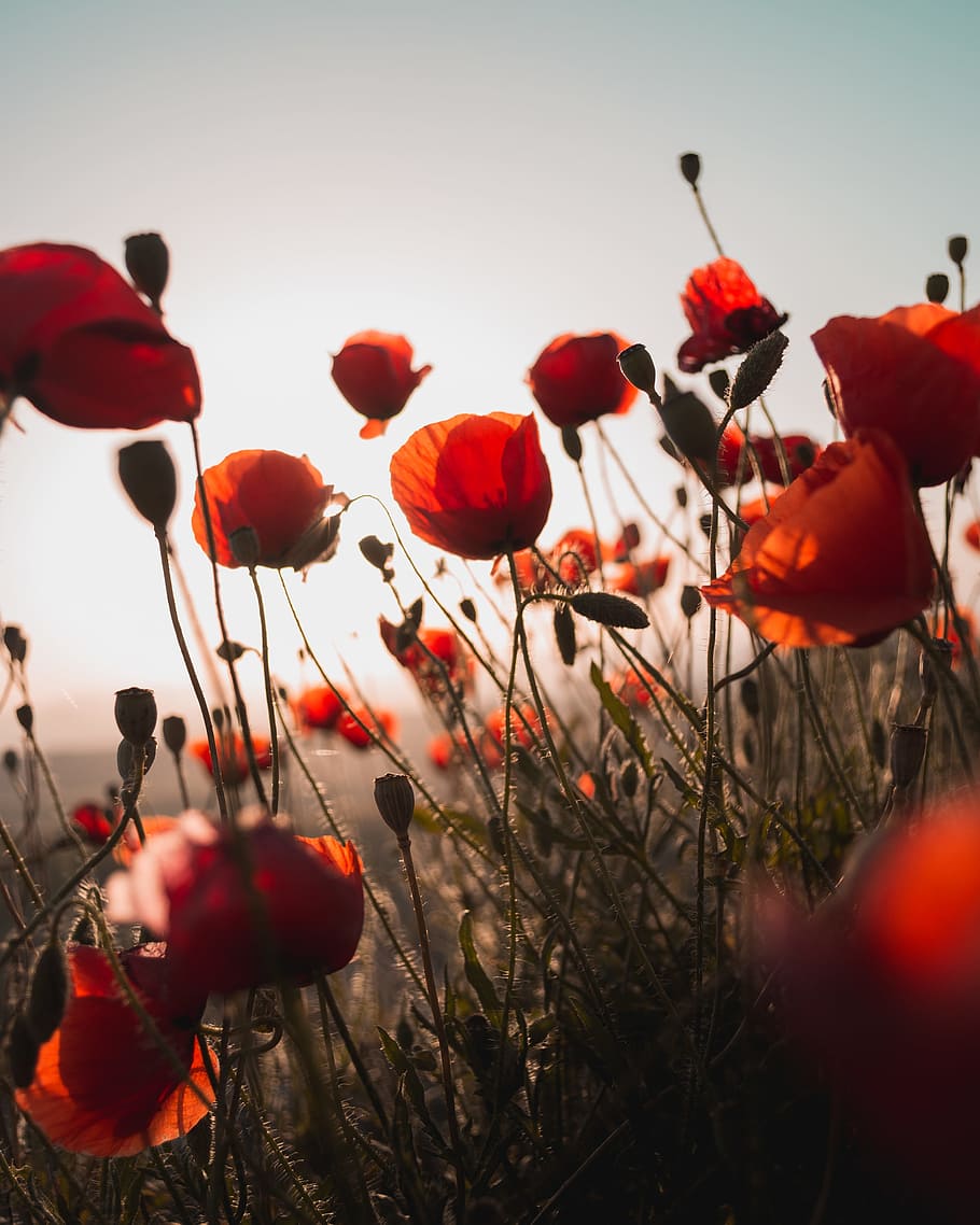 red flower, red petaled flower field under gray sky during daytime HD wallpaper