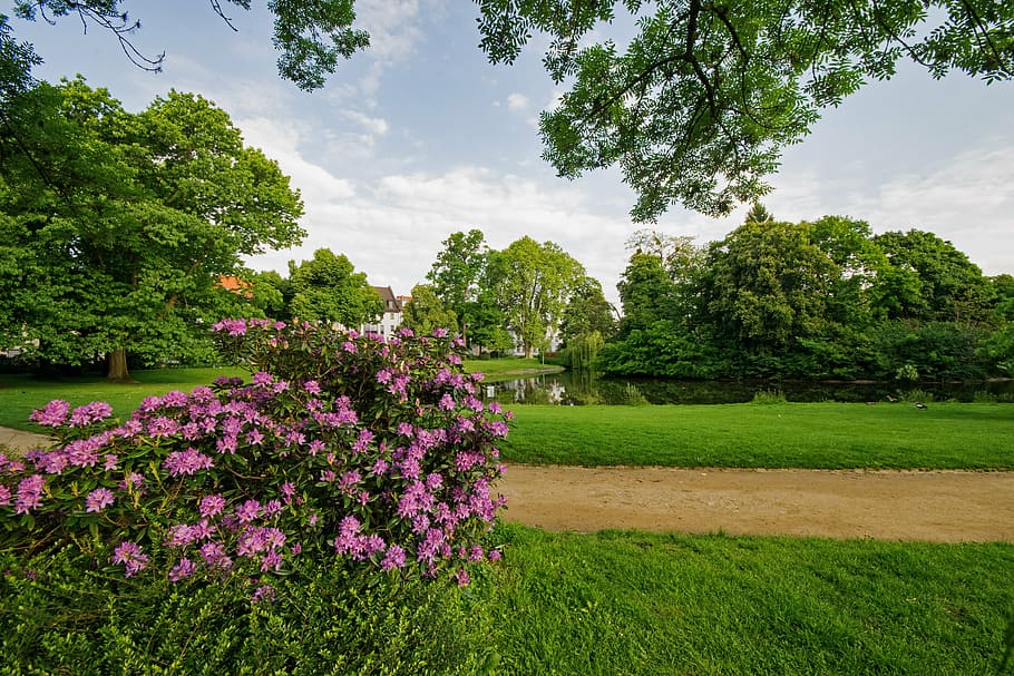 mr garden, darmstadt, hesse, germany, europe, park, trees, rhododendron, HD wallpaper