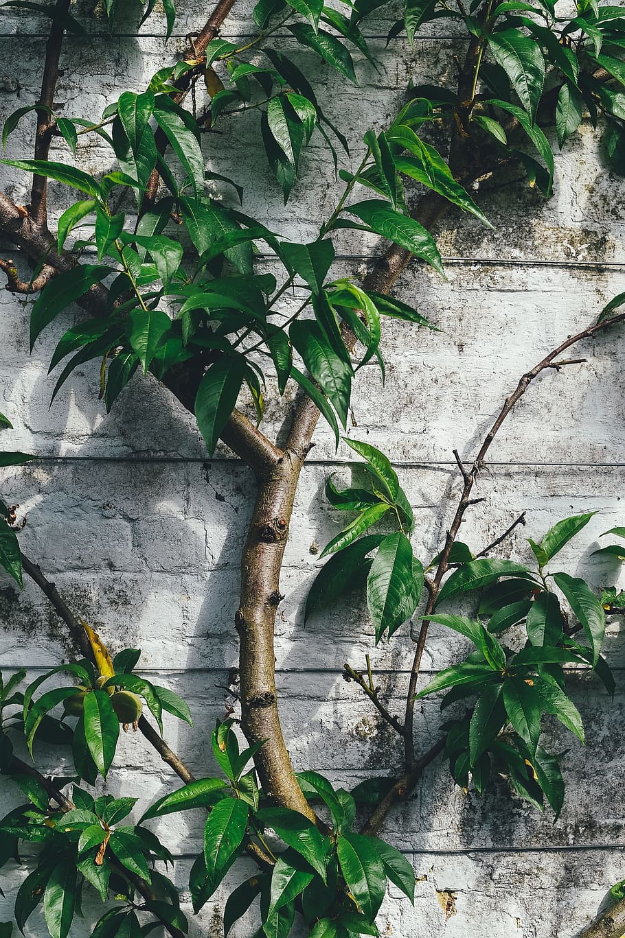 plants, branches, leaves, creep, wall, concrete, background HD wallpaper