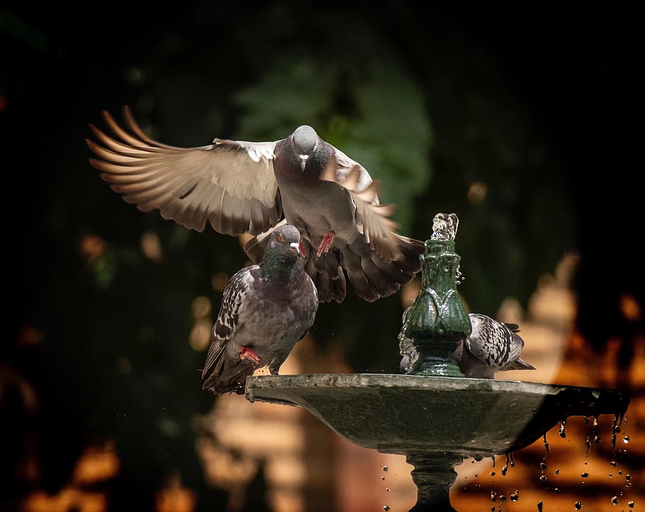 summer, source, pigeons, fresh, bird, animal, vertebrate, animal themes HD wallpaper