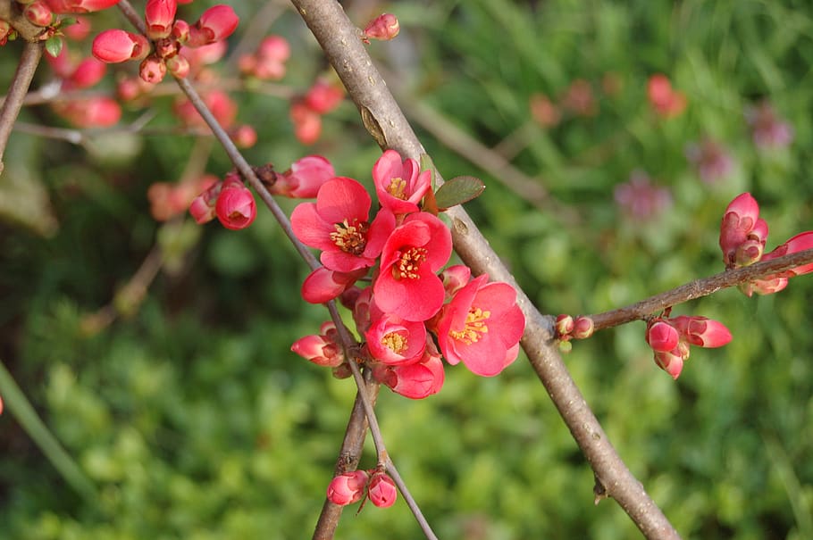 nature, tree, branch, plant, growth, red, freshness, focus on foreground HD wallpaper