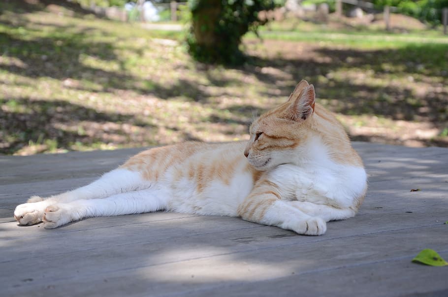 Stray Cat, Cat, Cat, Chillin, Day, Animal, ginger, one animal HD wallpaper