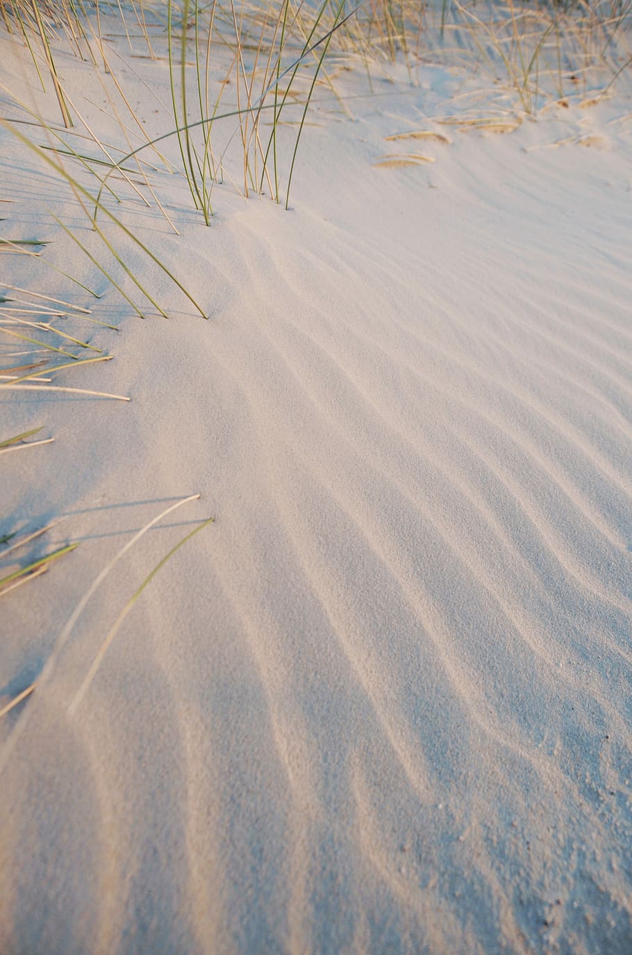 white sand and green linear plant, green grass coming out of white fine sand HD wallpaper