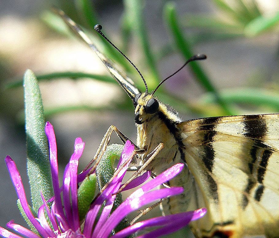 butterfly, insect, antenna, wing, flying, flower, animal themes HD wallpaper