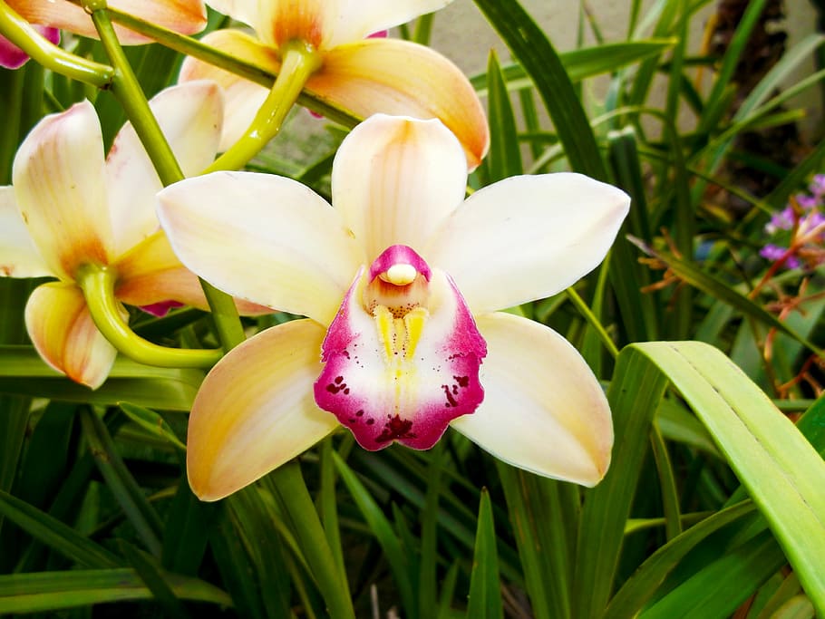flower, spring, nature, flowering plant, fragility, vulnerability HD wallpaper