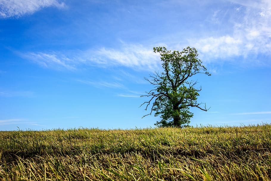 tree, single, green, field, horizon, nature, sky, environment HD wallpaper