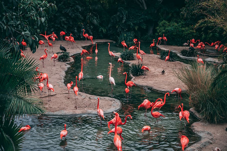 wildlife photography flock of flamingo, flock of pink flamingo