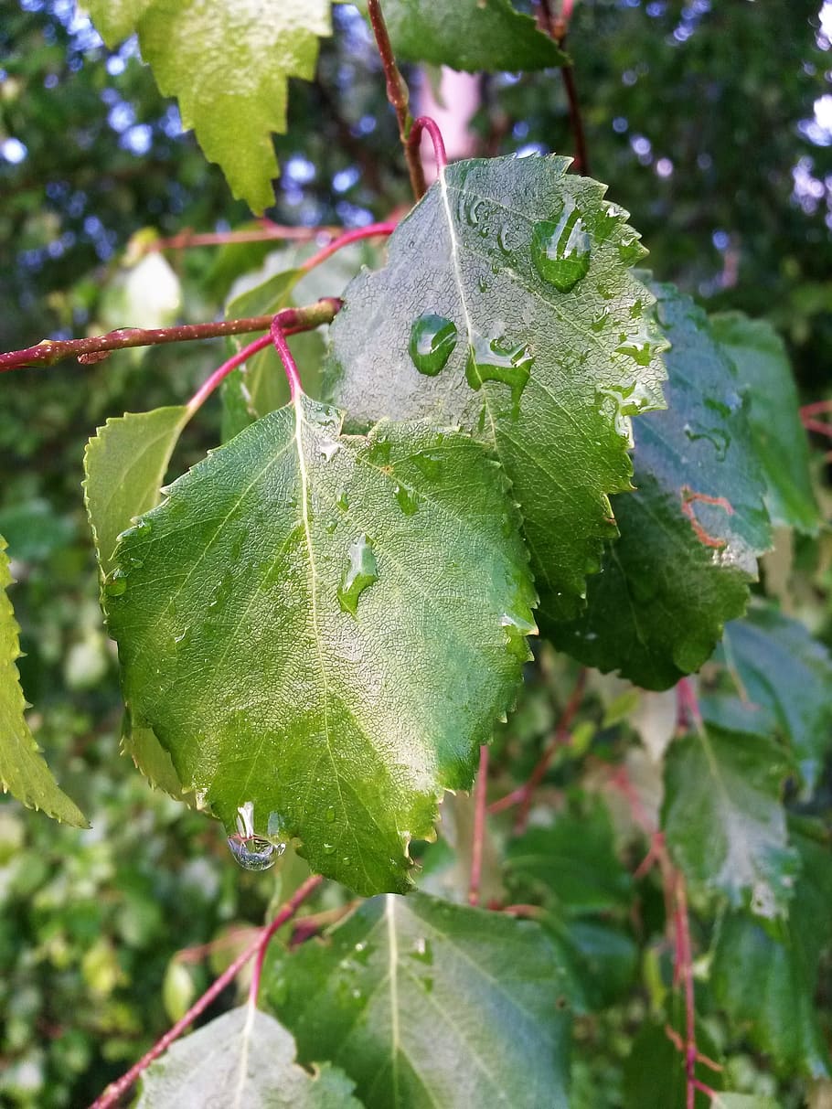 leaf, nature, plant, tree, summer, birch, plant part, growth HD wallpaper