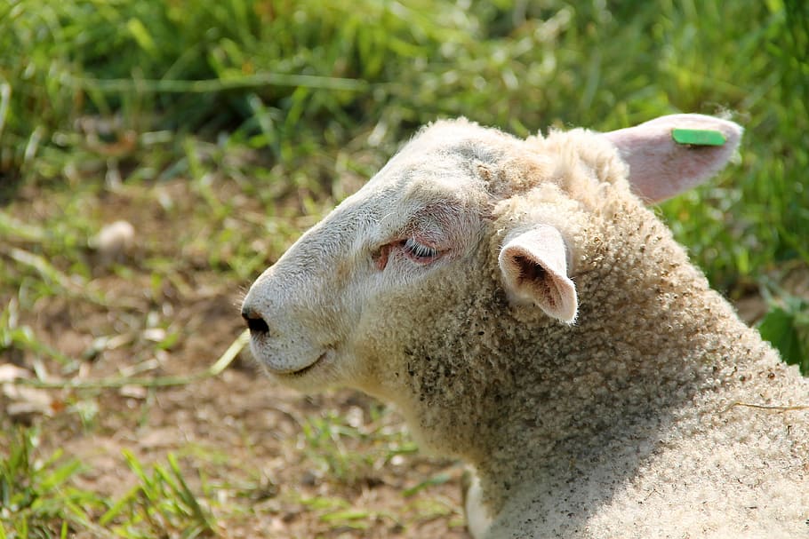 lamb, sheep, schäfchen, wool, young, pasture, meadow, spring HD wallpaper