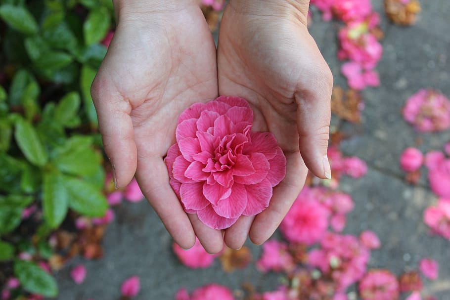 person holding pink petaled flower during daytime, hands, romantic HD wallpaper