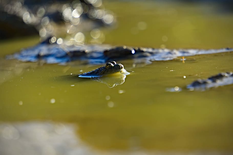 Frog, black animal in yellow body of water at daytime, bokeh HD wallpaper