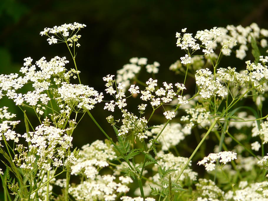 cow parsley, chervil, pointed flower, herb, blossom, bloom, HD wallpaper