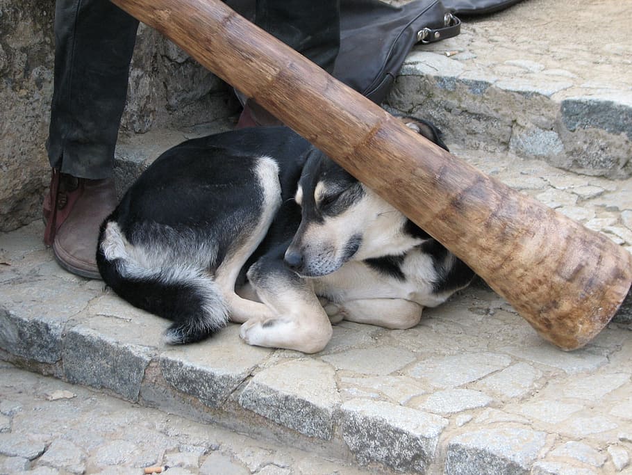 Dog, Didgeridoo, Chill Out, one animal, pets, animal themes HD wallpaper