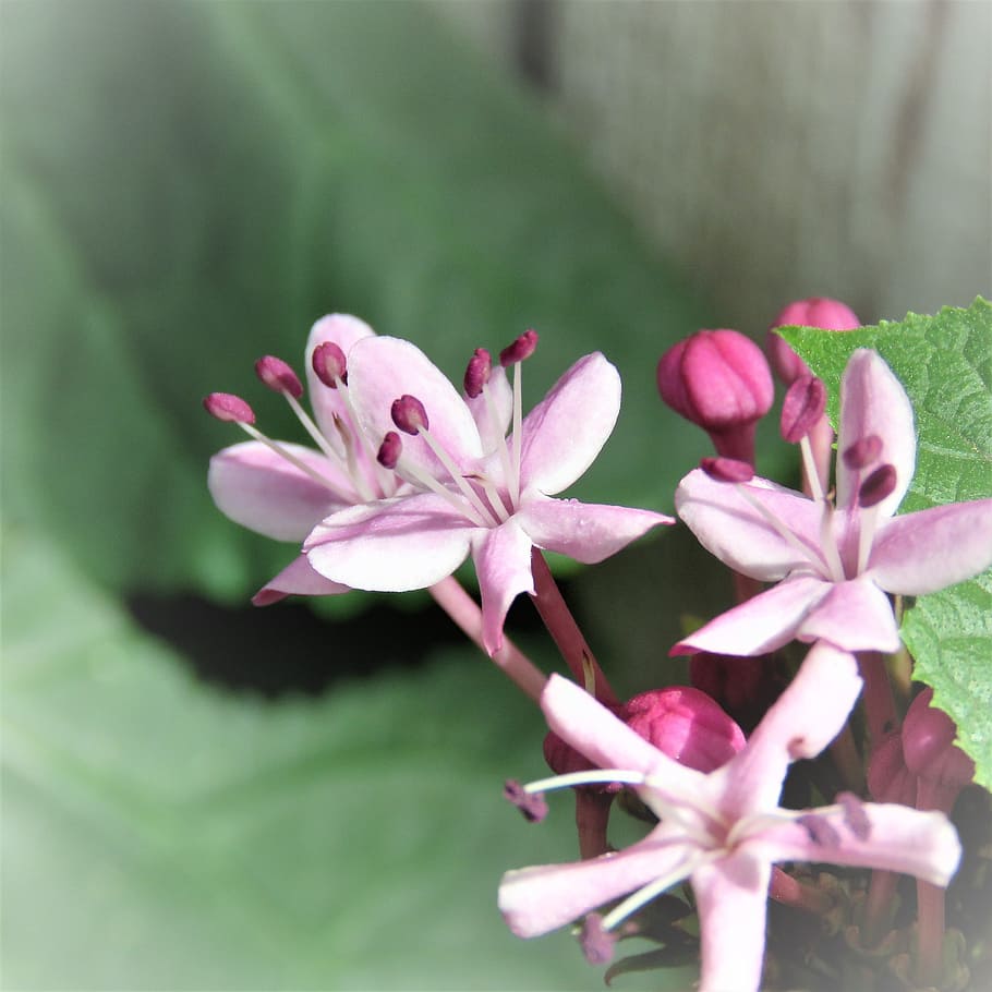 flower, tiny, purple, pink, garden, flowering plant, fragility HD wallpaper