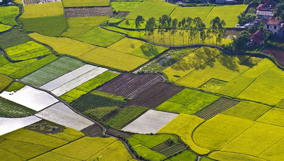 field, silk, rice nươcd, green color, agriculture, rural scene HD wallpaper