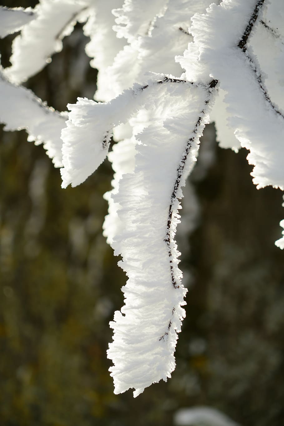 branches, hoarfrost, wintry, iced, crystal formation, snowy HD wallpaper