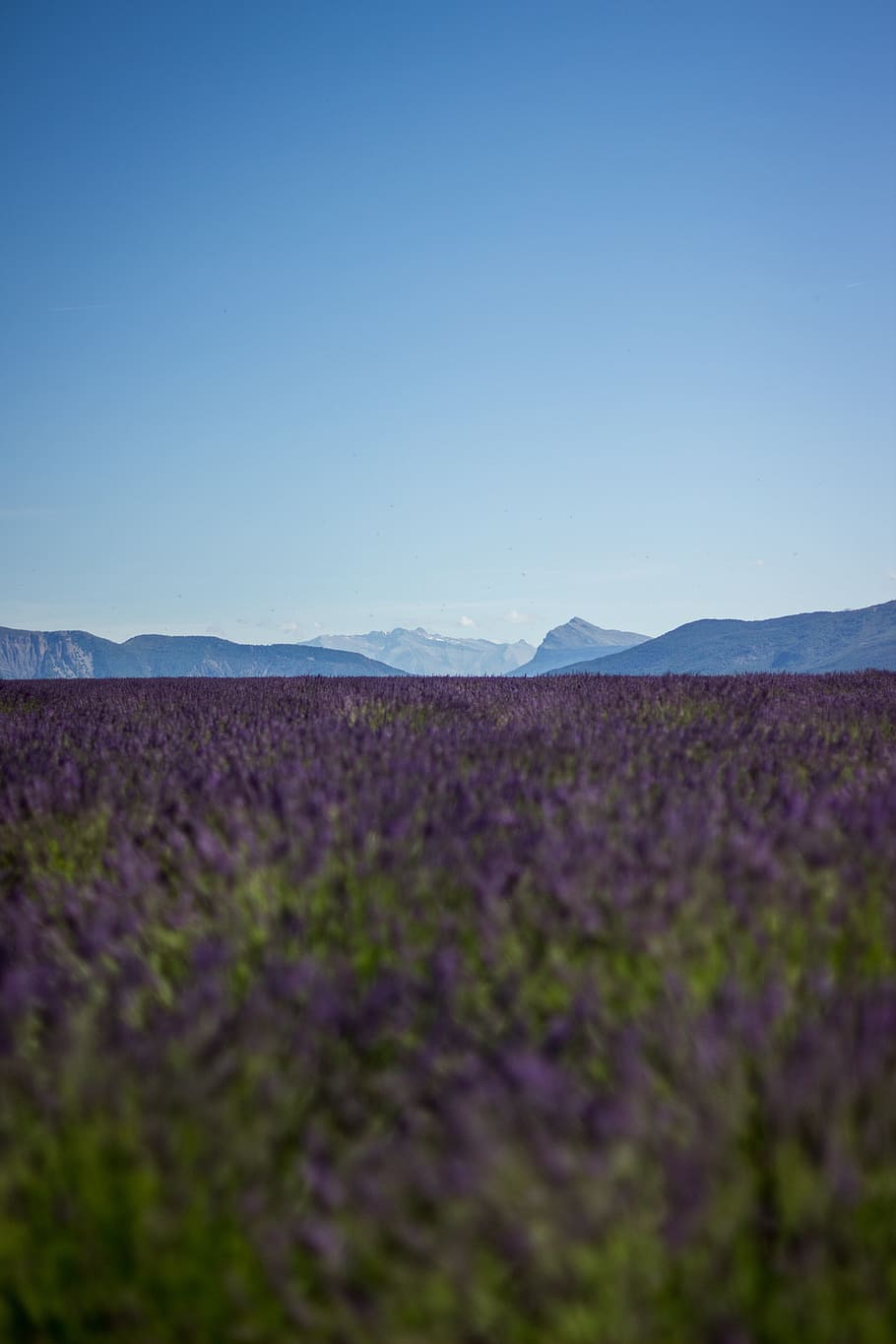 lavender field during daytime, sky, mountains, summer, spring HD wallpaper