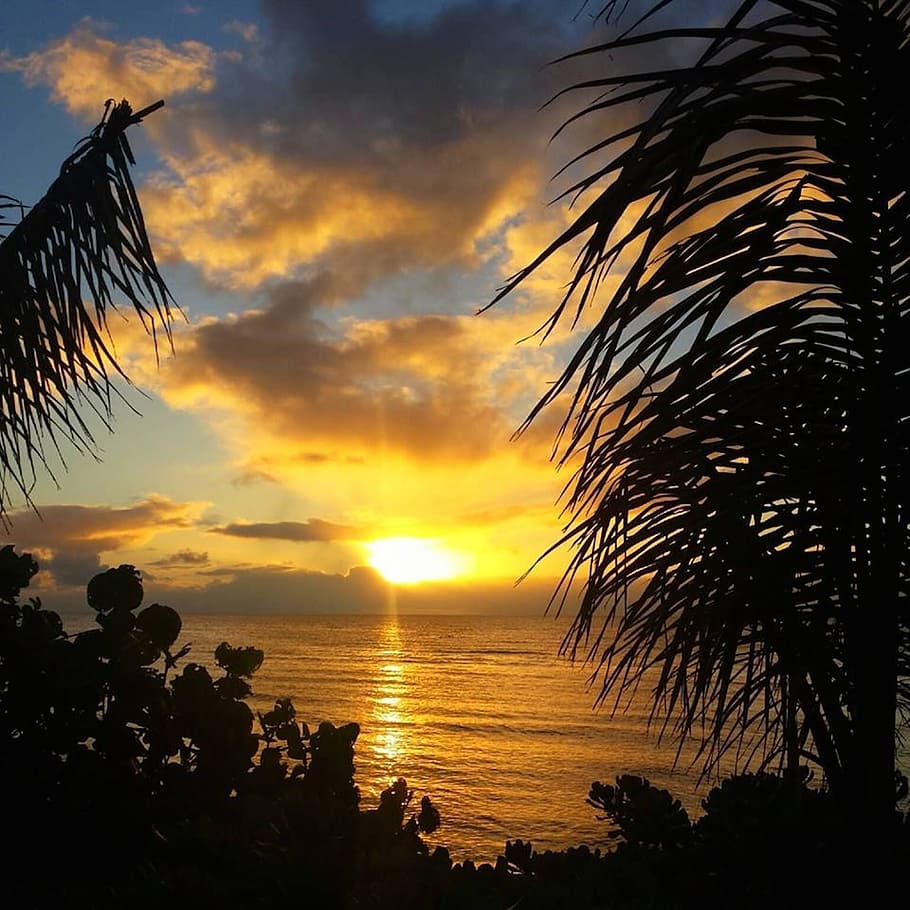 silhouette of trees at sunset, Ocean, Island, Vacation, paradise HD wallpaper