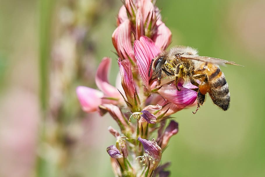 bee, flower, field, summer, insect, blossom, bloom, macro, pollen HD wallpaper