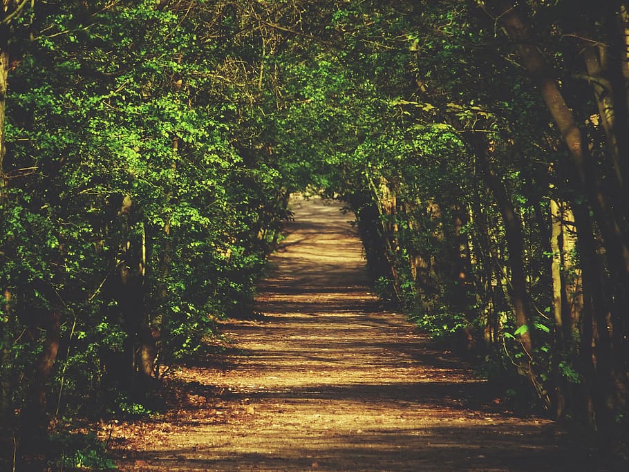 dirt path between green leaf trees, desired pathway with trees on the side HD wallpaper