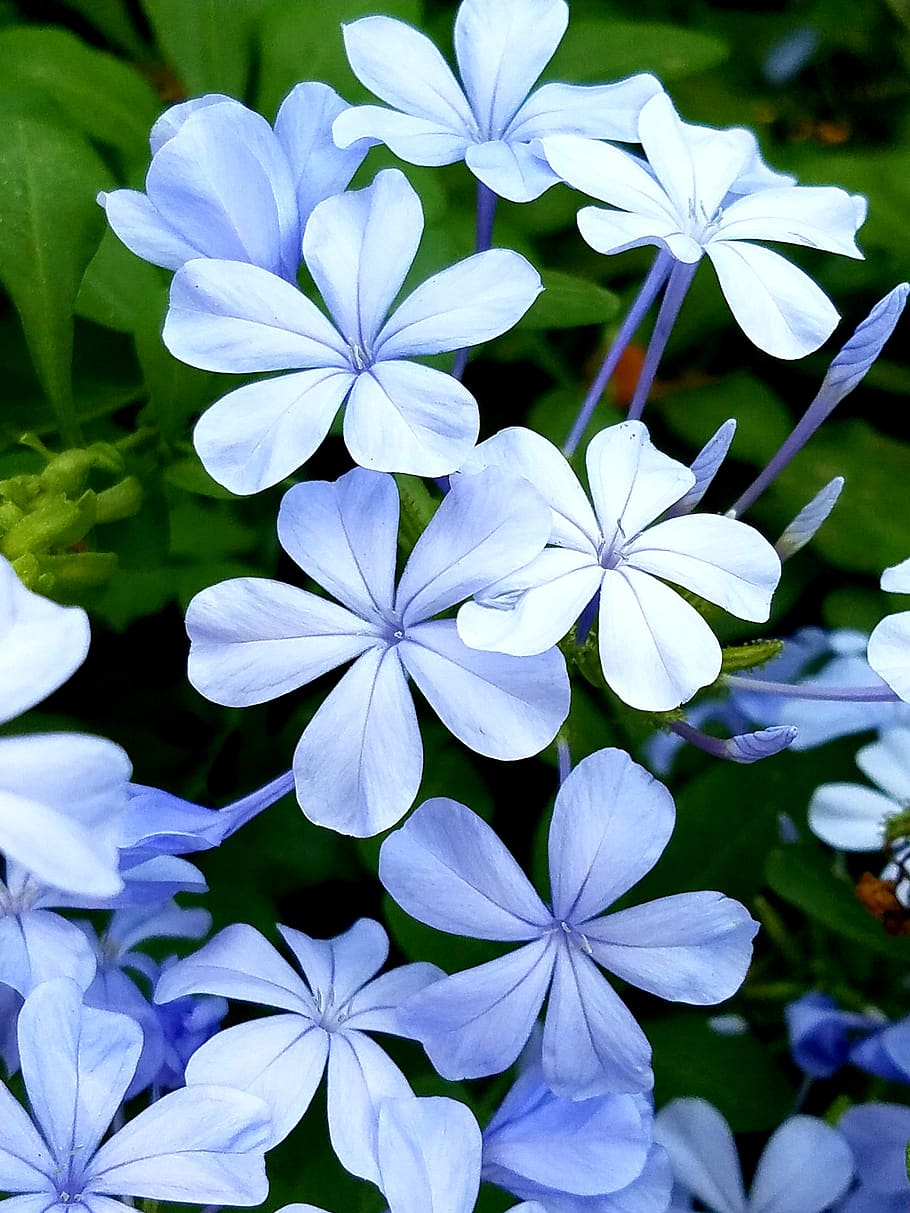 plumbago, blossoms, blue, flower, petals, botanical, purple, HD wallpaper