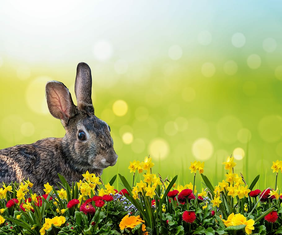 brown rabbit on flower field closeup photo, hare, easter, grass, HD wallpaper