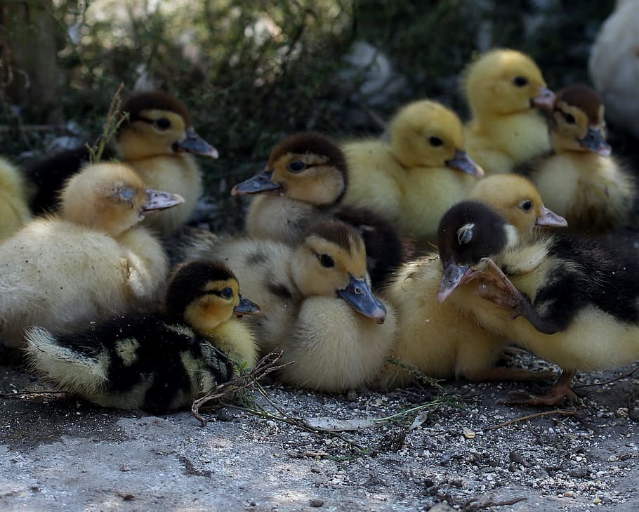 duckling, fluffy, cute, birds, small, yellow, young bird, animal themes HD wallpaper