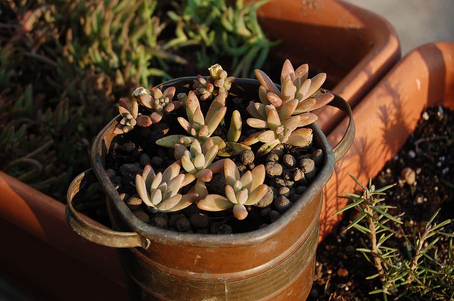 fat plants, nature, succulent, potted plant, growth, day, high angle view HD wallpaper