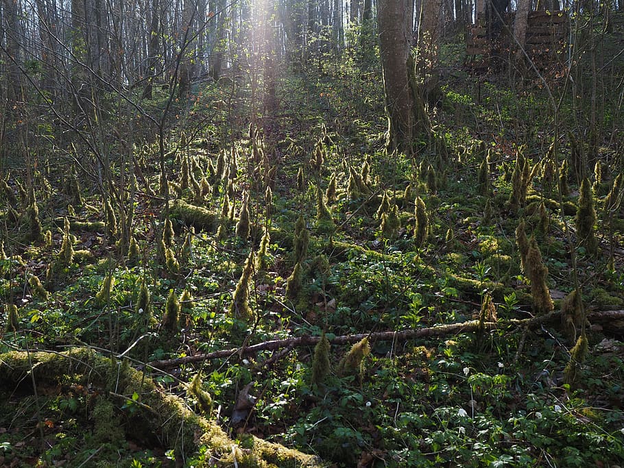 forest, back light, moss, bemoost, forest floor, moss growth HD wallpaper