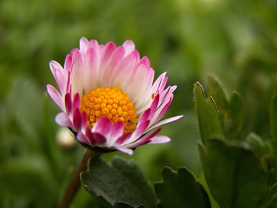 selective focus photography of half bloomed pink and white petaled flower HD wallpaper