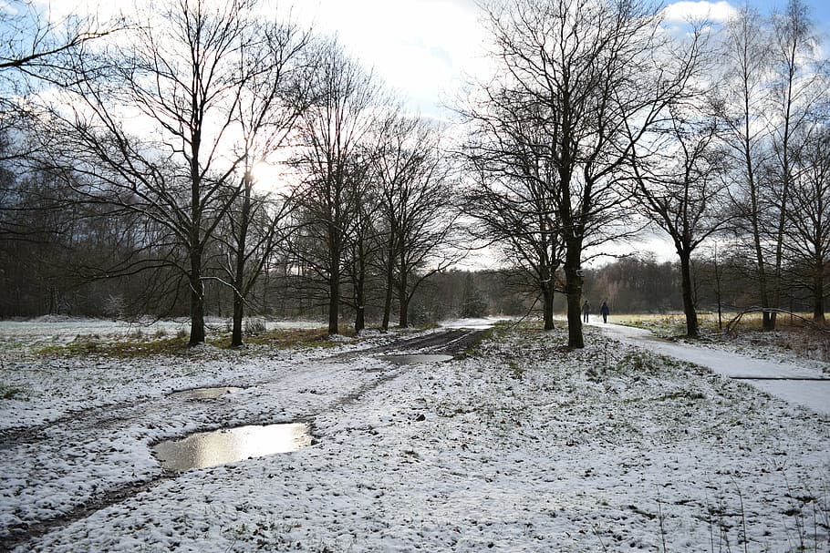 snow, landscape, winter, ice, cold, nature, outdoors, tree HD wallpaper