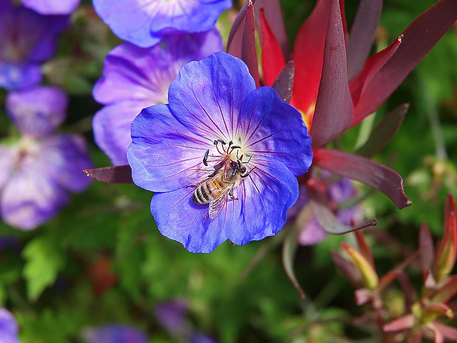 bee, flower, nature, insect, honey, pollen, animal, natural HD wallpaper