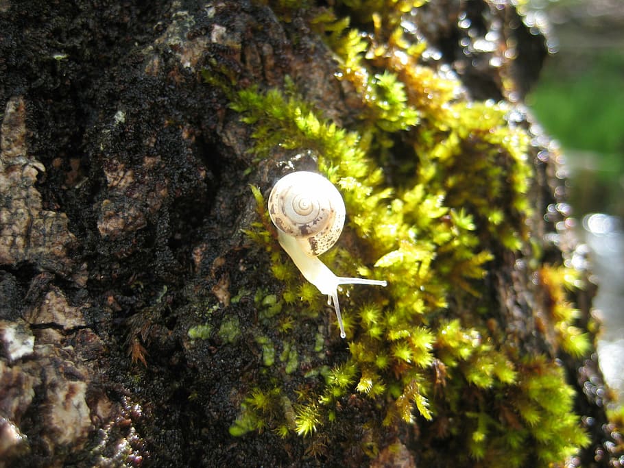Snail, Animals, Tree, Nature, Foam, plant, focus on foreground HD wallpaper
